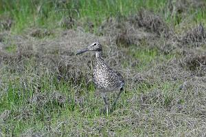Sandpiper, Willet, 2025-05087795 Parker River NWR, MA